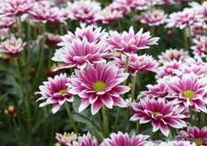 De nieuwe varieteit, de Hardwell Bright. De naam zegt het al en het is goed te zien waarom er voor deze naam is gekozen.